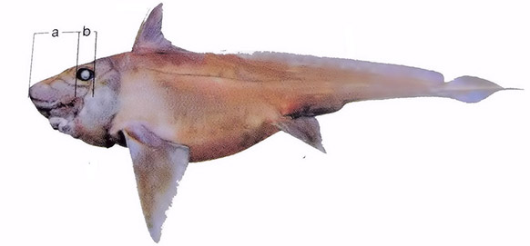 Hydrolagus pallidus_04